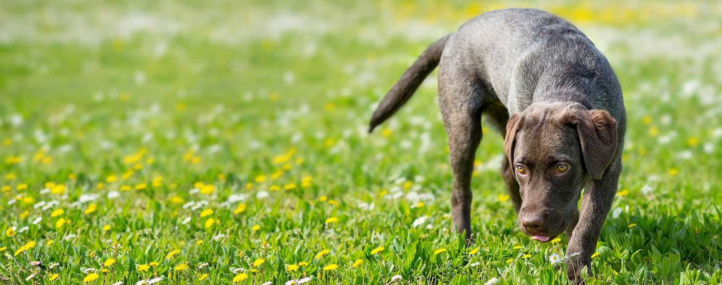 Wisconsin Dog Names Popular Male and Female Names Wag